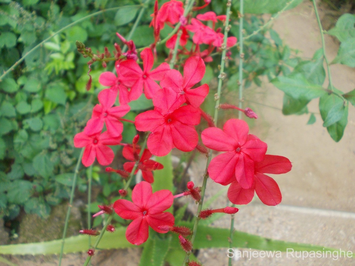 Plumbago indica L.